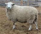 Sheep Trax Legend 284L